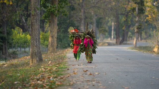 View of local women carrying heavy bundles of firewood in Nepal.