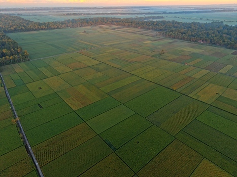 Aerial view of lush green rice fields arranged in a geometric grid pattern surrounded by dense tropical trees under the soft morning light in Kutoarjo Central Java Indonesia. Aerial view of lush green rice fields arranged in a geometric grid pattern surrounded by dense tropical trees under the soft morning light in Kutoarjo Central Java Indonesia.