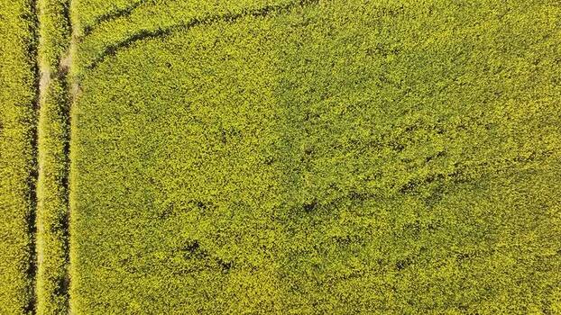 Aerial view of blooming yellow rapeseed field with tractor tracks Germany. Aerial view of blooming yellow rapeseed field with tractor tracks Germany.
