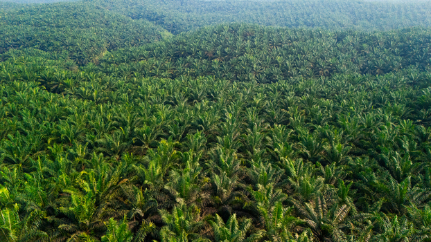 Aerial view of a vast palm oil plantation covering rolling hills with dense green foliage in Indonesia.