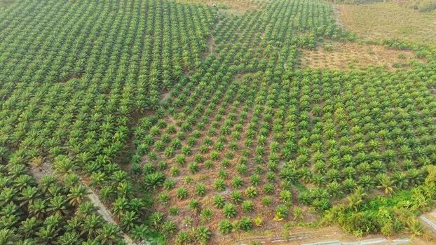 Aerial view of oil palm plantation in East Kalimantan Indonesia. Aerial view of oil palm plantation in East Kalimantan Indonesia.