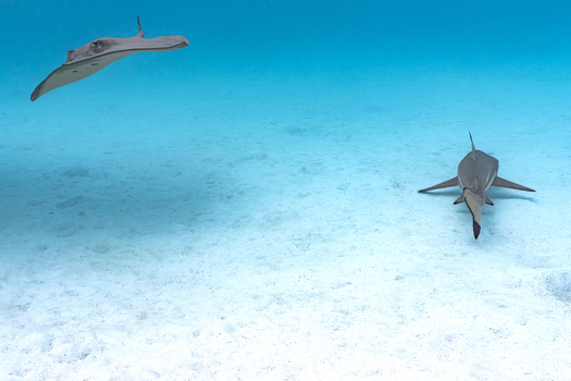 View of a stingray and a shark swimming over the white sandy seabed in the clear turquoise water of Moorea Maiao Windward Islands French Polynesia.