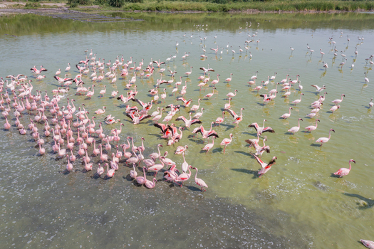 Aerial view of Lake Munyanyange with a large flock of flamingos wading in the shallow water near Katwe Village Western Region Uganda. Aerial view of Lake Munyanyange with a large flock of flamingos wading in the shallow water near Katwe Village Western Region Uganda.