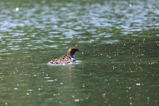 View of a common merganser swimming on a calm lake with several ducklings resting on its back among green water reflections Mulhouse Grand Est France.