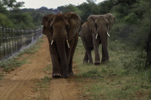 View of two African elephants walking along a dirt road next to a fence at Tumbeta Private Game Reserve in Thabazimbi Limpopo South Africa.
