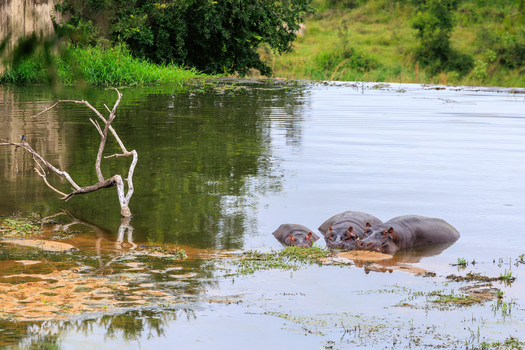 View of hippos submerged in a river near a dam wall with lush green vegetation in Kruger National Park Skukuza Mpumalanga South Africa. View of hippos submerged in a river near a dam wall with lush green vegetation in Kruger National Park Skukuza Mpumalanga South Africa.
