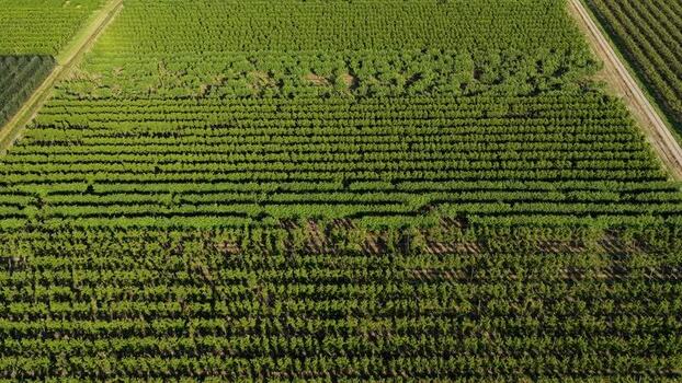 Aerial view of green orchards in the countryside Italy.