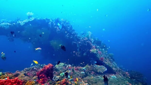 View of vibrant coral reef with tropical fish in Bali Indonesia.