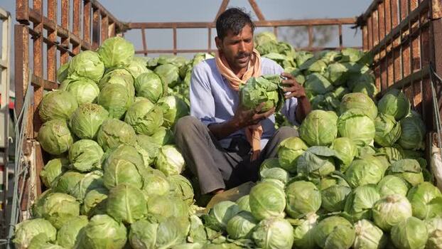 View of a man inspecting cabbages in a truck in Nepal. View of a man inspecting cabbages in a truck in Nepal.