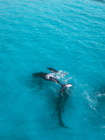 Aerial view of a mother humpback whale and her calf swimming through the clear turquoise waters of the ocean near Forster New South Wales Australia.