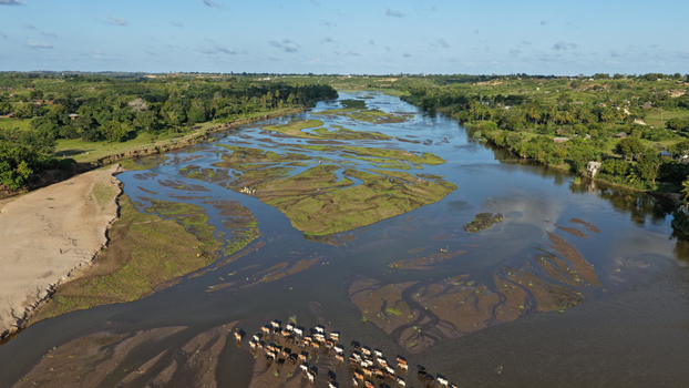 Aerial view of River Sabaki flowing through the landscape with sandbanks lush green vegetation and a herd of cattle crossing the shallow water in Malindi Kilifi County Kenya.
