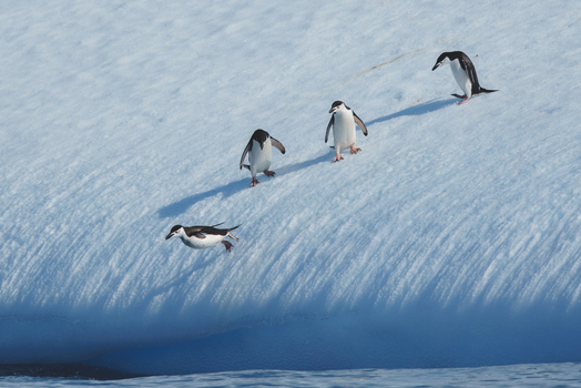 View of chinstrap penguins walking and jumping off a snowy iceberg into the cold blue water in Antarctica. View of chinstrap penguins walking and jumping off a snowy iceberg into the cold blue water in Antarctica.