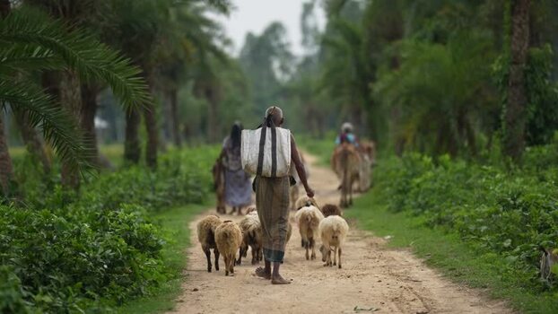 View of a shepherd leading sheep on a rural path Bangladesh.