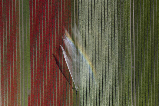 Aerial view of vibrant red and white tulip fields being irrigated by a sprinkler creating a small rainbow in the Netherlands. Aerial view of vibrant red and white tulip fields being irrigated by a sprinkler creating a small rainbow in the Netherlands.