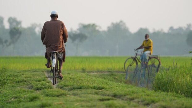 View of men riding bicycles through green rice fields Bangladesh.