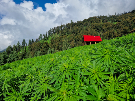 View of a lush cannabis field with a small house featuring a vibrant red roof nestled against a dense forested mountain slope in Malana Himachal Pradesh India.