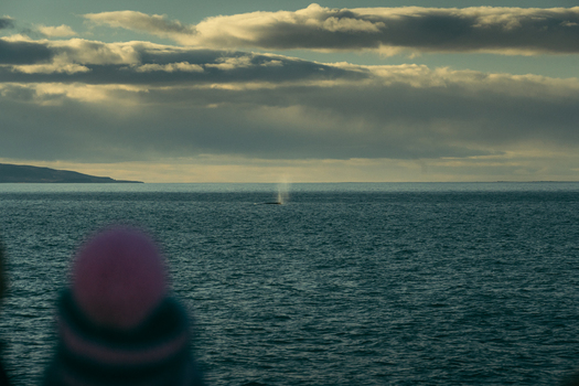 View of a misty spout erupting from the dark waters contrasting against the cloudy sky as seen from the shore H&uacute;sav&iacute;k Nor&eth;ur&thorn;ing Iceland.
