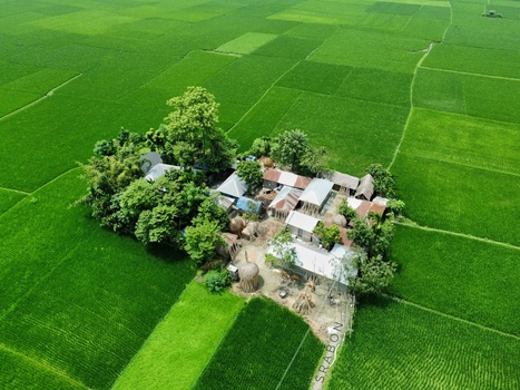 Nilphamari Bangladesh 01 May 2026 Aerial view of a small rural settlement with corrugated metal roofs surrounded by vast vibrant green rice paddies in the Rangpur Division.