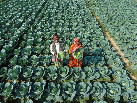 Joypurhat Bangladesh 12 June 2026 Aerial view of two farmers standing in a vast cabbage field while holding harvested crops under bright daylight.