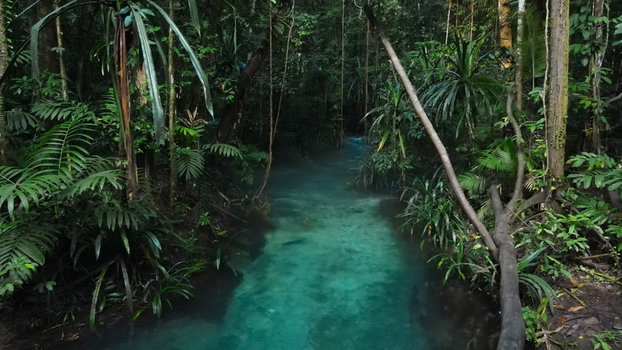 Aerial view of the turquoise waters of Kalibiru also known as the Blue River flowing through a lush tropical rainforest in Raja Ampat Southwest Papua Indonesia.