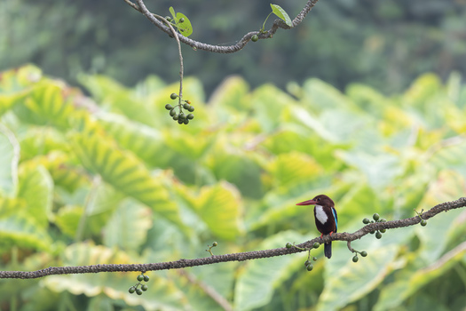 View of a white throated kingfisher perched on a branch with berries against lush foliage in Dehong Dai and Jingpo Autonomous Prefecture Yunnan China. View of a white throated kingfisher perched on a branch with berries against lush foliage in Dehong Dai and Jingpo Autonomous Prefecture Yunnan China.