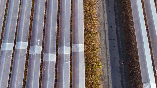 Aerial view of agricultural fields with plastic tunnels in Chile.