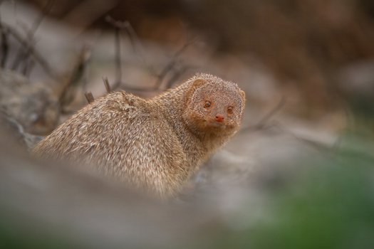 View of a small Indian mongoose with textured brown fur looking directly at the camera in Kamoke Punjab Pakistan. View of a small Indian mongoose with textured brown fur looking directly at the camera in Kamoke Punjab Pakistan.