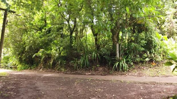 View of road and vegetation Pitcairn Islands.