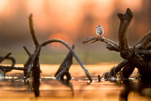 View of a small bird perched on a piece of driftwood in a calm lake during the golden hour in Debrzno Pomeranian Voivodeship Poland. View of a small bird perched on a piece of driftwood in a calm lake during the golden hour in Debrzno Pomeranian Voivodeship Poland.