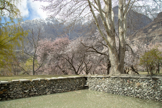 View of the historic stone walls and a pond near Altit Fort surrounded by blooming apricot trees and snow capped mountains in Altit Gilgit Pakistan. View of the historic stone walls and a pond near Altit Fort surrounded by blooming apricot trees and snow capped mountains in Altit Gilgit Pakistan.