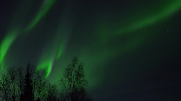 View of aurora borealis over trees in United States.
