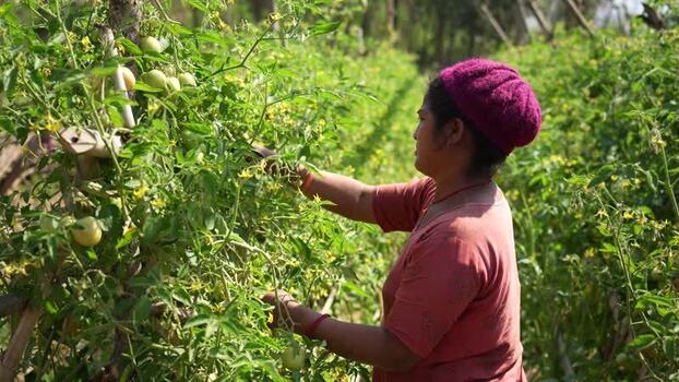 View of a woman harvesting tomatoes in a field in Nepal. View of a woman harvesting tomatoes in a field in Nepal.