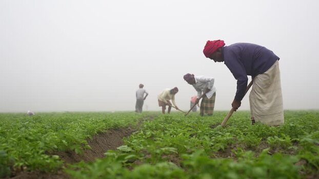 View of farmers working in a green field in Bogura Bangladesh. View of farmers working in a green field in Bogura Bangladesh.