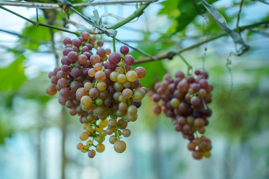 View of bunches of ripe red grapes hanging from a vine with green leaves in a vineyard Bogura Rajshahi Division Bangladesh. View of bunches of ripe red grapes hanging from a vine with green leaves in a vineyard Bogura Rajshahi Division Bangladesh.