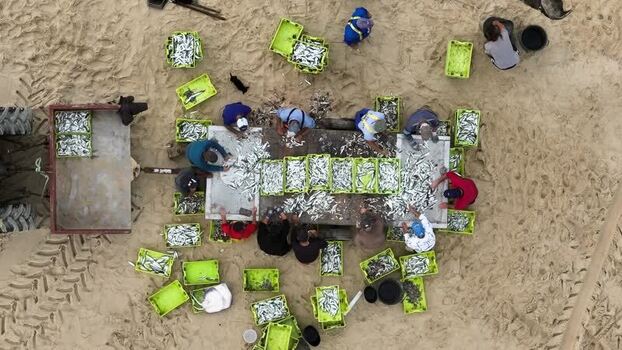 Aerial view of fishermen sorting fish on the beach Portugal.