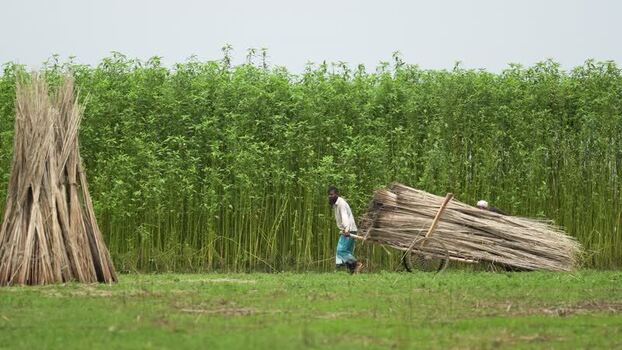View of a farmer harvesting jute in a field Bangladesh.