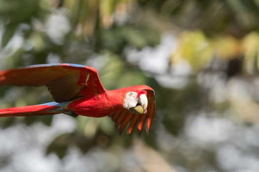 View of a scarlet macaw in flight holding a nut in its beak against a blurred green forest background in Puerto Jimenez Puntarenas Province Costa Rica.