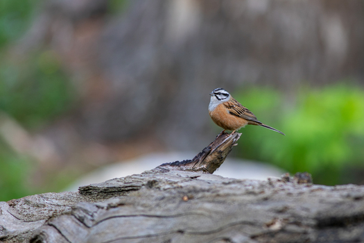 View of a small bird rock bunting with distinctive black and white head markings perched on a weathered log in the lush natural environment of Kumrat Valley Khyber Pakhtunkhwa Pakistan. View of a small bird rock bunting with distinctive black and white head markings perched on a weathered log in the lush natural environment of Kumrat Valley Khyber Pakhtunkhwa Pakistan.