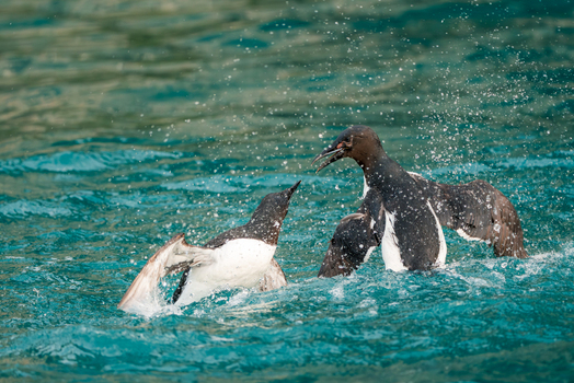 Svalbard Svalbard and Jan Mayen 22 July 2025 View of Brunnich s guillemots fighting in the turquoise waters near the Alkefjellet bird cliffs with water splashing.