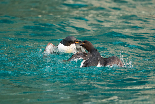 Svalbard Svalbard and Jan Mayen 22 July 2025 View of two Brunnich s guillemots fighting in the turquoise water with splashes at Alkefjellet.