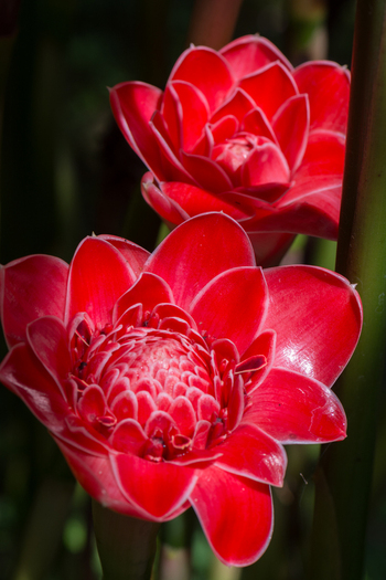 View of vibrant red torch ginger flowers with layered petals and green stems in Costa Rica.