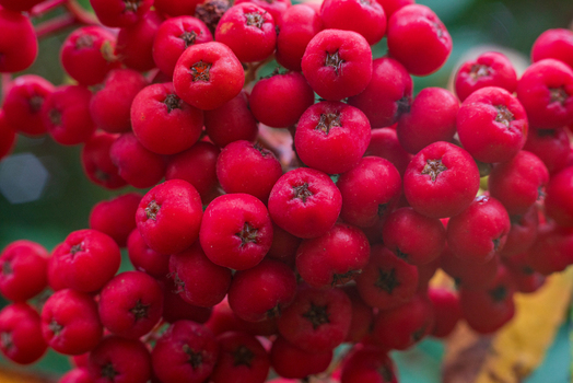 View of a cluster of vibrant red rowan berries on a branch with green leaves in the background in Looe Cornwall United Kingdom. View of a cluster of vibrant red rowan berries on a branch with green leaves in the background in Looe Cornwall United Kingdom.