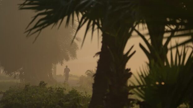 View of a person walking through misty palm trees Bangladesh. View of a person walking through misty palm trees Bangladesh.
