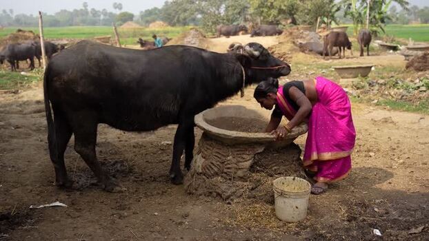 View of a woman feeding a water buffalo in a rural area India.