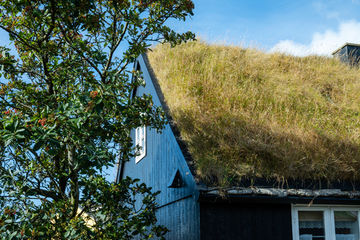 View of a traditional house with a grass roof and blue wooden siding framed by a tree with berries under a clear blue sky in the Faroe Islands. View of a traditional house with a grass roof and blue wooden siding framed by a tree with berries under a clear blue sky in the Faroe Islands.