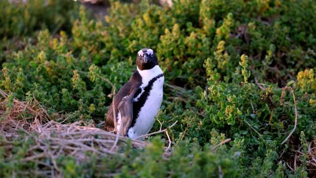 View of an African penguin at Stoney Point Penguin Colony South Africa. View of an African penguin at Stoney Point Penguin Colony South Africa.