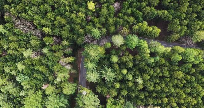 Aerial view of a winding road through a dense green forest Italy. Aerial view of a winding road through a dense green forest Italy.