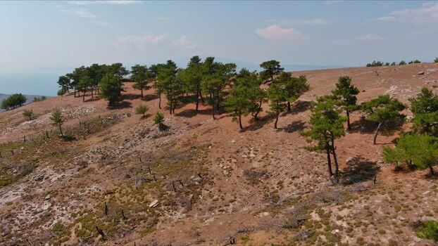 Aerial view of pine trees on a rocky hillside in Thasos Greece. Aerial view of pine trees on a rocky hillside in Thasos Greece.