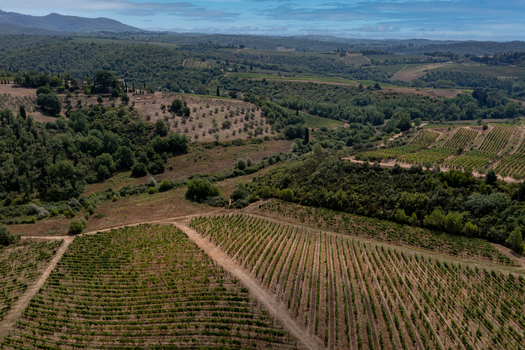 Aerial view of lush vineyards and olive groves across the rolling hills of the Chianti wine region in Greve in Chianti Tuscany Italy. Aerial view of lush vineyards and olive groves across the rolling hills of the Chianti wine region in Greve in Chianti Tuscany Italy.