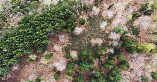 Aerial view of mixed forest canopy and woodland in Vallombrosa Italy. Aerial view of mixed forest canopy and woodland in Vallombrosa Italy.